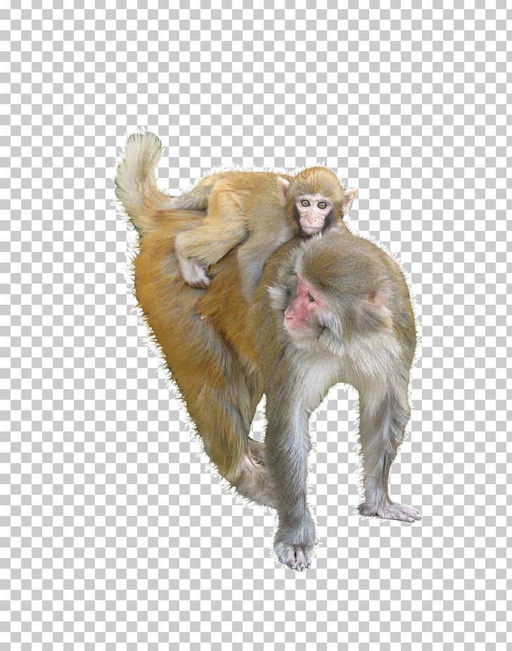 Macaque Ape Monkey PNG, Clipart, Animal, Animals, Ape, Biological, Cartoon Monkey Free PNG Download