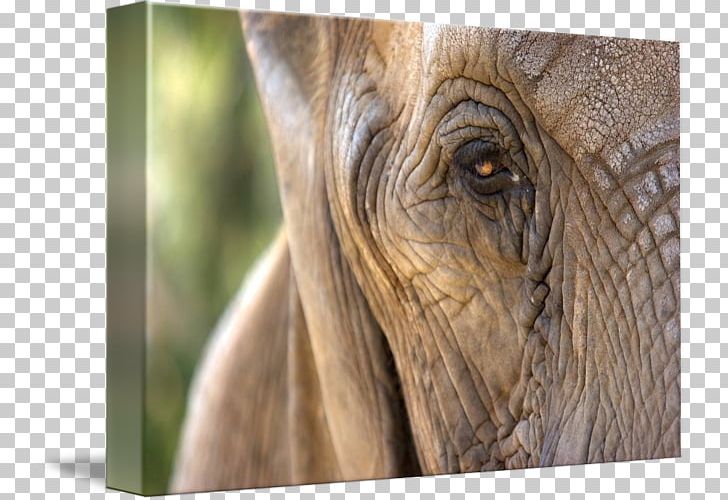 Indian Elephant African Elephant Wildlife Elephantidae PNG, Clipart, African Elephant, Animal, Closeup, Closeup, Elephant Free PNG Download
