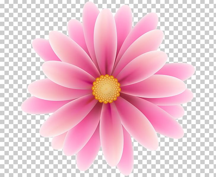 Pink Flowers PNG, Clipart, Art, Blossom, Carnation, Chrysanths, Closeup Free PNG Download