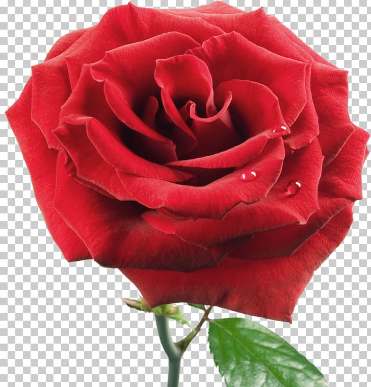 Rose PNG, Clipart, China Rose, Closeup, Color, Cut Flowers, Desktop Wallpaper Free PNG Download