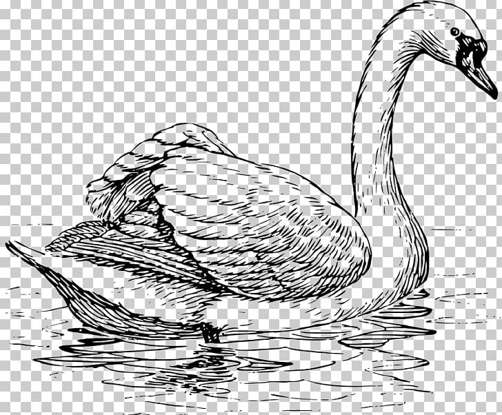 Trumpeter Swan Black Swan Whooper Swan Bird Drawing PNG, Clipart, Animals, Bird, Cygnini, Fauna, Floating Free PNG Download
