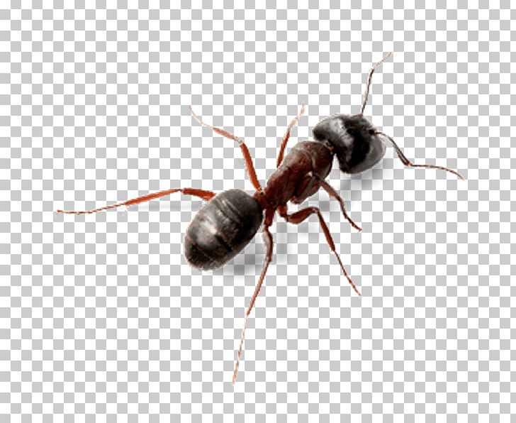 Ant Insect Computer Software PNG, Clipart, Animals, Ant, Arthropod, Black Garden Ant, Computer Icons Free PNG Download