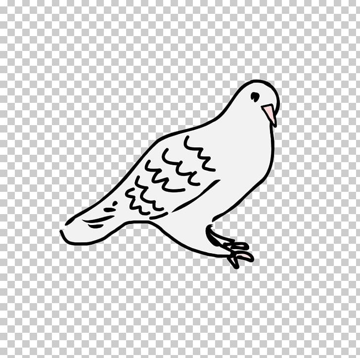 Columbidae Drawing PNG, Clipart, Animal Figure, Area, Artwork, Beak, Bird Free PNG Download