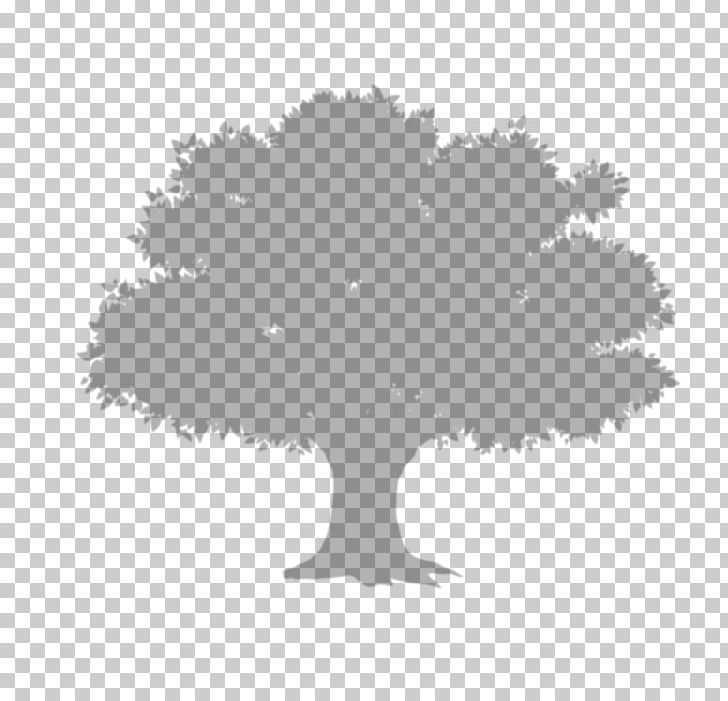 Tree Shadow PNG, Clipart, Album, Animation, Black And White, Christmas Tree, Decorative Patterns Free PNG Download