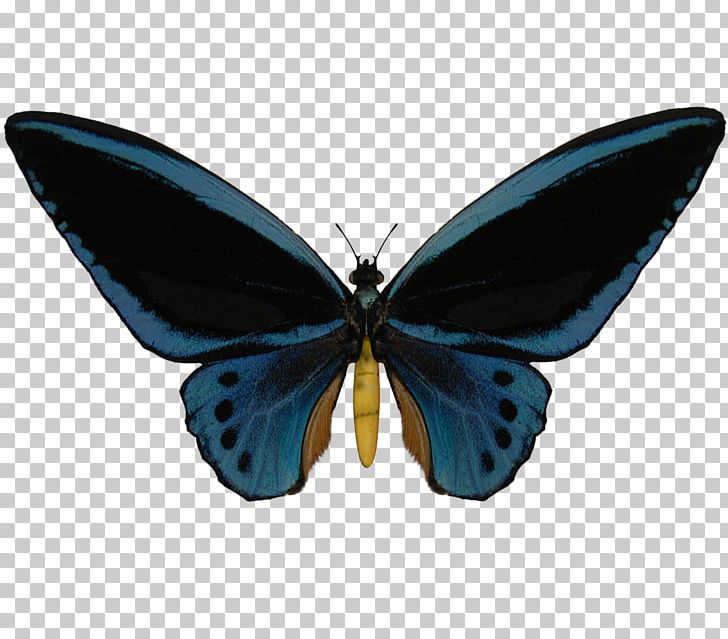 Butterfly Lycaenidae Ornithoptera Priamus Birdwing PNG, Clipart, Attacus Atlas, Birdwing, Brush Footed Butterfly, Butterflies And Moths, Butterfly Free PNG Download