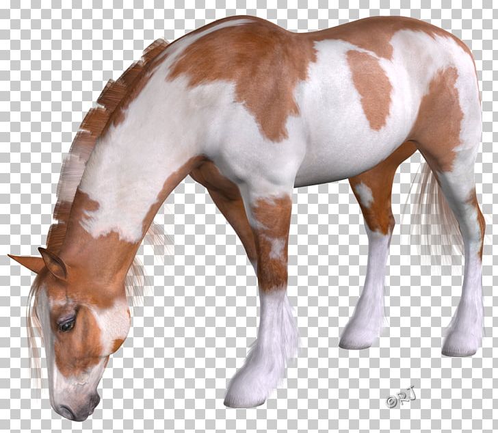 Mustang Mane Foal Stallion Colt PNG, Clipart, Actual, Animal Figure, Colt, Foal, Halter Free PNG Download