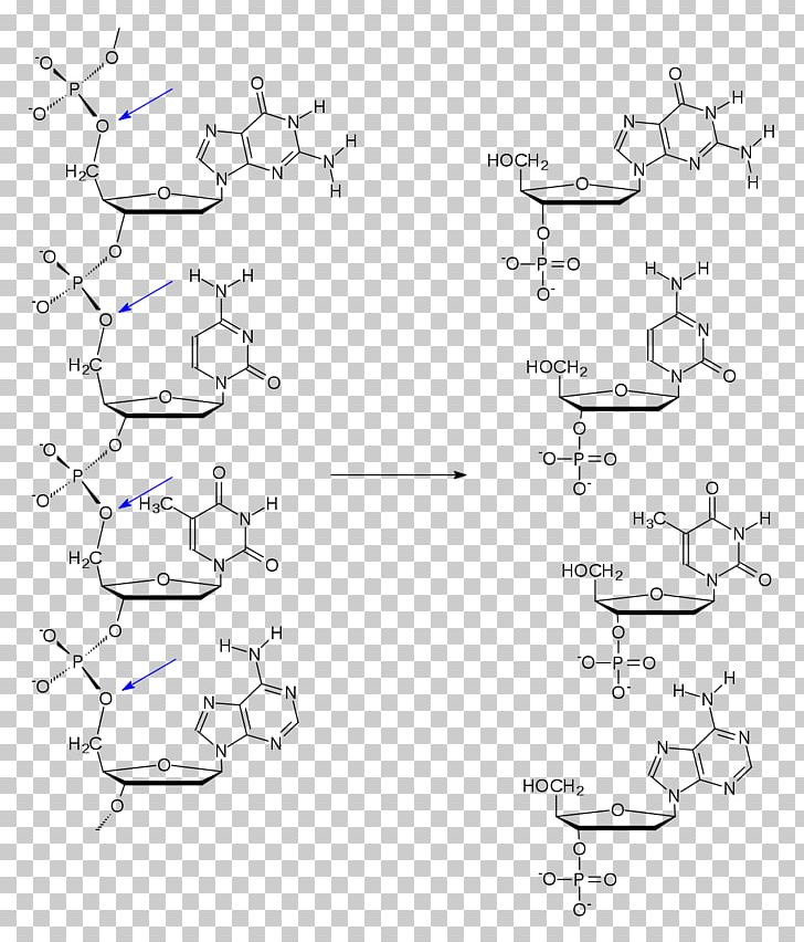 Spleen Exonuclease Directionality Phosphodiesterase Nucleotide PNG, Clipart, Angle, Area, Black And White, Brenda, Chemical Reaction Free PNG Download