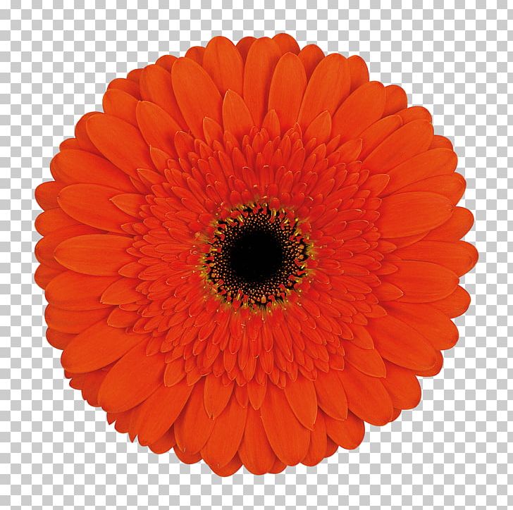 Transvaal Daisy Cut Flowers Common Daisy Floristry PNG, Clipart, Candela, Color, Common Daisy, Cut Flowers, Dahlia Free PNG Download