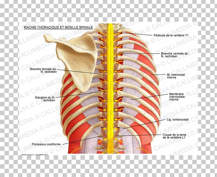 Intercostal Nerves Vertebral Column Spinal Cord Thoracic Vertebrae PNG, Clipart, Anatomy, Angle, Blood Vessel, Intercostal Nerves, Internal Capsule Free PNG Download