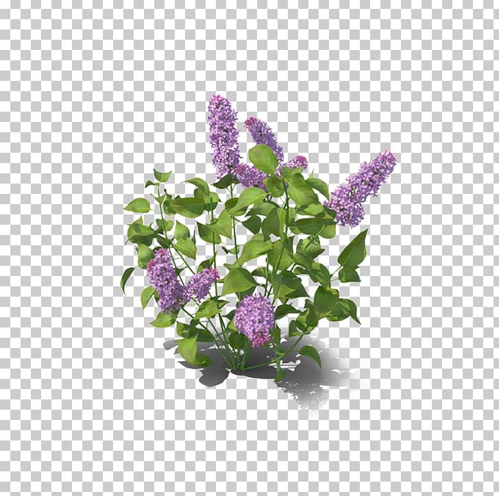 Lilac Violet PNG, Clipart, Christmas Decoration, Color, Cut Flowers, Decor, Decoration Free PNG Download