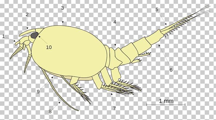 Phyllocarida Crab Leptostraca Phylogeny Of Malacostraca Eumalacostraca PNG, Clipart, Anatomy, Animals, Arthropod, Artwork, Beak Free PNG Download