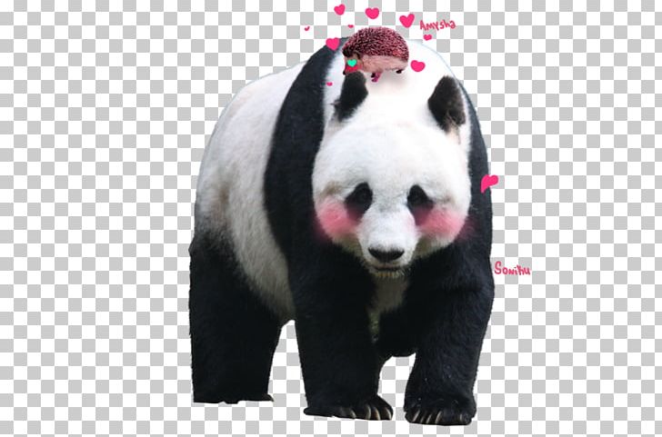 Pixelation Giant Panda Hamilton PNG, Clipart, Bear, Carnivoran, Computer Icons, Desktop Wallpaper, Fur Free PNG Download