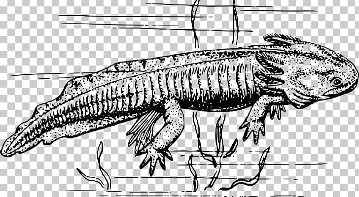 Salamander Newt Axolotl PNG, Clipart, Amphibian, Animals, Artwork, Axolotl, Black And White Free PNG Download