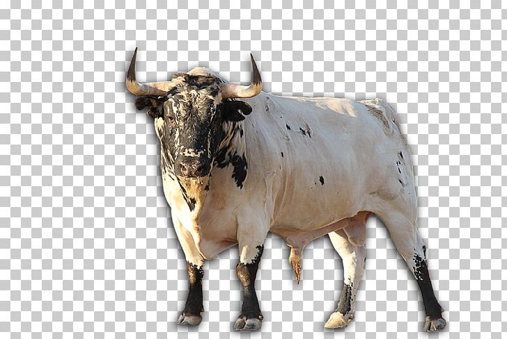 Texas Longhorn Zebu English Longhorn Ox PNG, Clipart, Bull, Cattle Like Mammal, Cow Goat Family, English Longhorn, Horn Free PNG Download