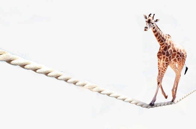 Tightrope Giraffe PNG, Clipart, Animal, Creative, Creative Animal, Giraffe, Giraffe Clipart Free PNG Download