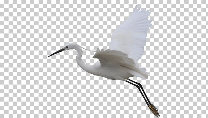 Crane Bird Flight Egret Wing PNG, Clipart, Animal, Beak, Bird, Crane, Crane Like Bird Free PNG Download