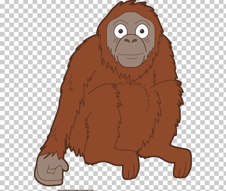 Gorilla Bornean Orangutan Orangutan Baby Primate PNG, Clipart, Animals, Ape, Baby, Beak, Bear Free PNG Download