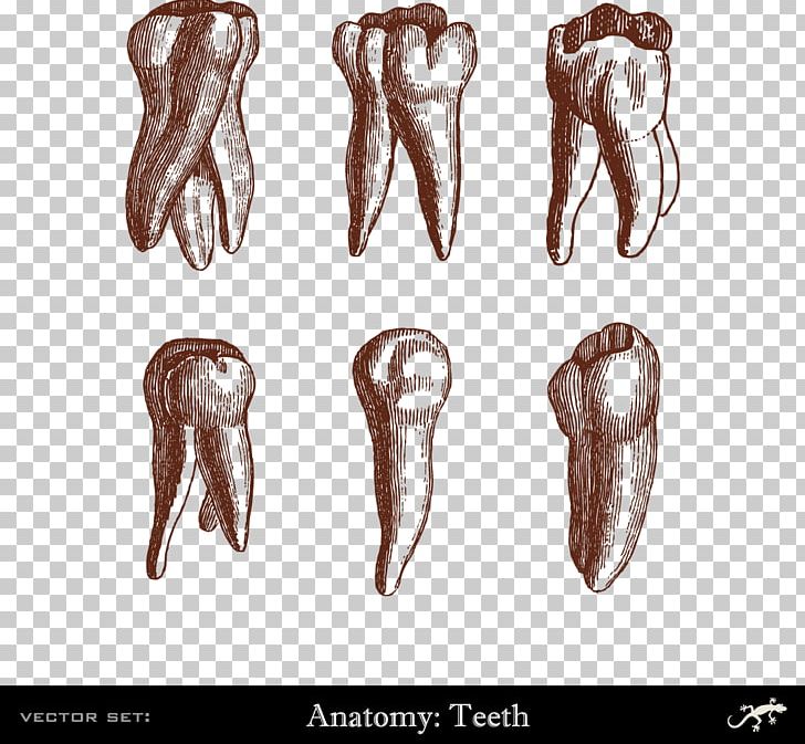 Human Tooth Dentistry Illustration PNG, Clipart, Dog Shit And Human Shit Is Xxx, Drawin, Human, Human Anatomy, Human Body Free PNG Download