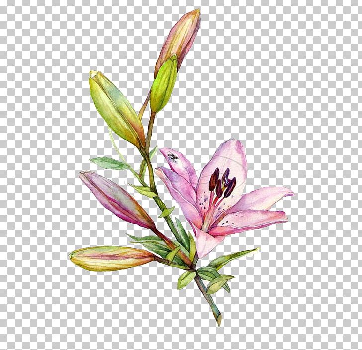 Lilium Watercolor Painting Drawing Illustration PNG, Clipart, Art, Botanical Illustration, Botany, Bud, Cut Flowers Free PNG Download