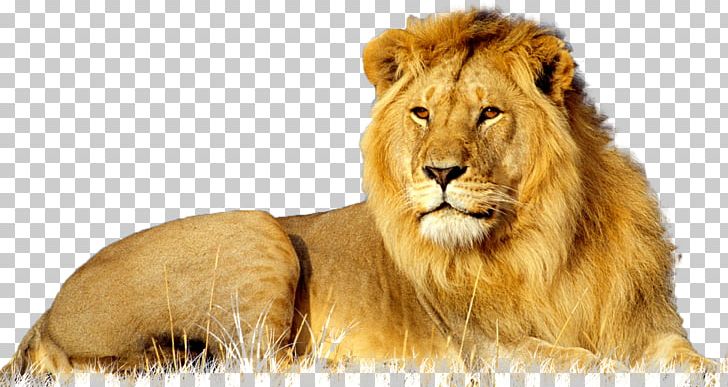 Lion African Wildcat Leopard Big Cat PNG, Clipart, 1080p, African Wildcat, Animal, Animals, Background Free PNG Download