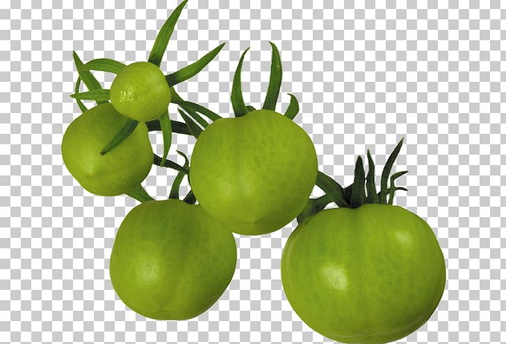 Tomato Juice PNG, Clipart, Bush Tomato, Computer Icons, Food, Fried Green Tomatoes, Fruit Free PNG Download