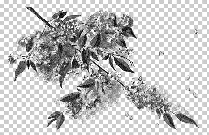 Black And White Drawing Cherry Blossom Motif Sketch PNG, Clipart, Artwork, Black And White, Blossom, Branch, Cherry Blossom Free PNG Download