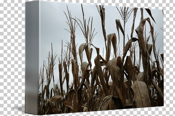 Bamboo Stock Photography Wood Grasses Phragmites PNG, Clipart, Bamboo, Branch, Branching, Commodity, Grass Free PNG Download
