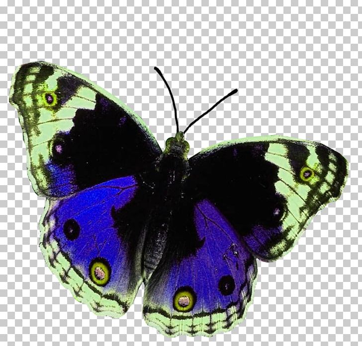 Butterfly House Animal High-definition Television PNG, Clipart, Animal, Arthropod, Brush Footed Butterfly, Butterflies And Moths, Butterfly Free PNG Download