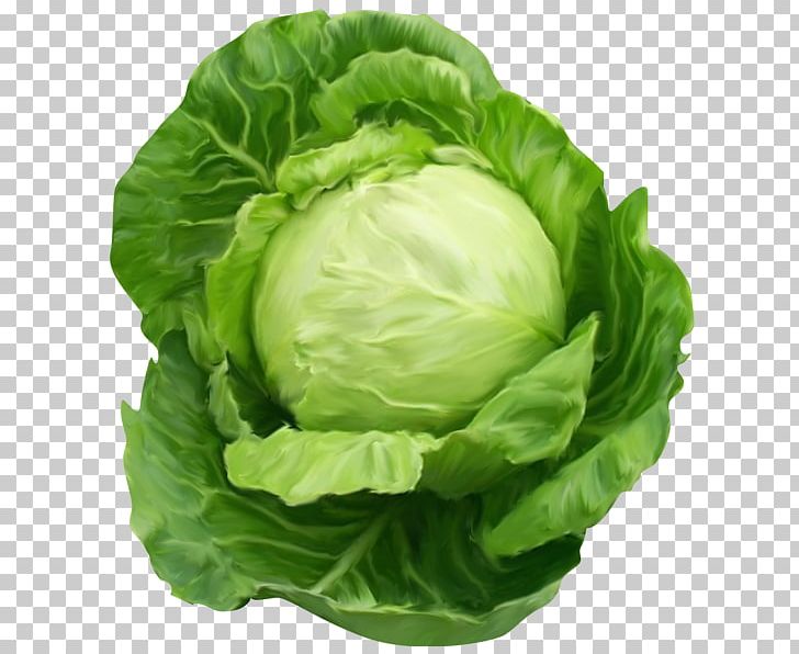 Chinese Cabbage Vegetable PNG, Clipart, Broccoli, Cabbage, Chard, Chinese Cabbage, Collard Greens Free PNG Download