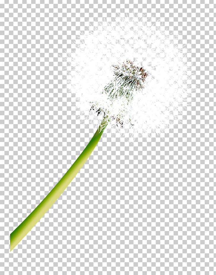 Dandelion Flower Lock Icon PNG, Clipart, Black Dandelion, Dandelion, Dandelion Flower, Dandelions, Dandelion Seeds Free PNG Download