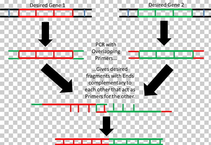 Overlap Extension Polymerase Chain Reaction Restriction Enzyme Gene PNG, Clipart, Angle, Antisense Rna, Brand, Chain Reaction, Diagram Free PNG Download