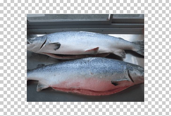 Atlantic Salmon Salmonids Fish Products PNG, Clipart, Animals, Animal Source Foods, Atlantic Salmon, Barramundi, Bony Fish Free PNG Download