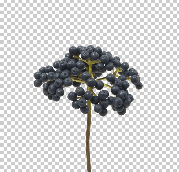 Bilberry Holex Flower B.V. Blueberry Cut Flowers PNG, Clipart, Berry, Bilberry, Blueberry, Branch, Chokeberry Free PNG Download