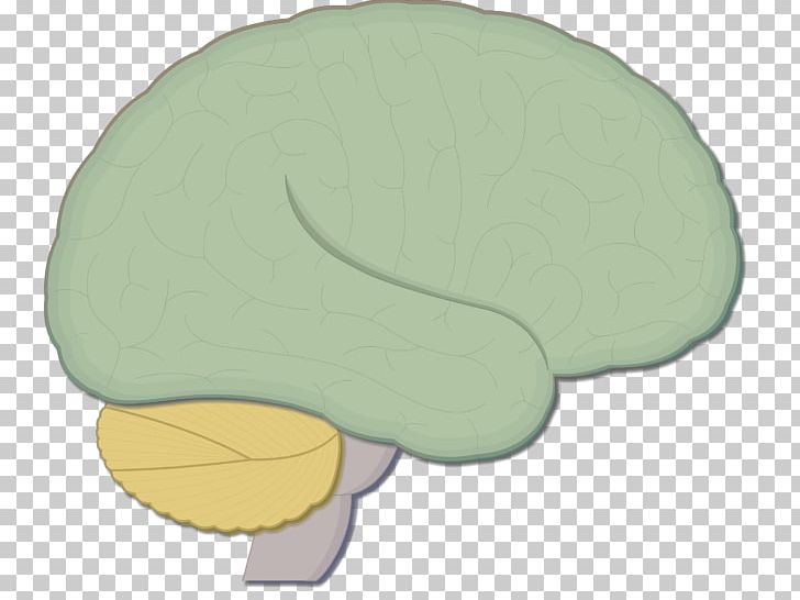 Brainstem Human Brain Nervous System Medulla Oblongata PNG, Clipart, Anatomy, Brain, Brainstem, Central Nervous System, Cerebrum Free PNG Download