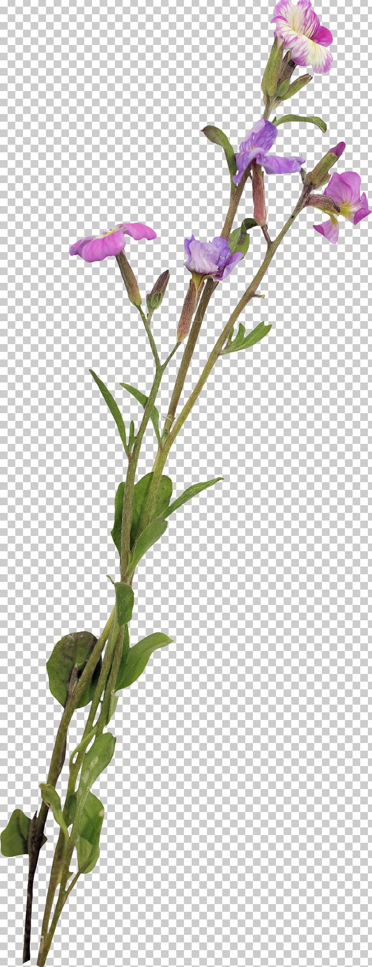 Cut Flowers Plant Stem Tulip Sweet Pea PNG, Clipart, Botany, Branch, Buckle, Common Sage, Flower Free PNG Download