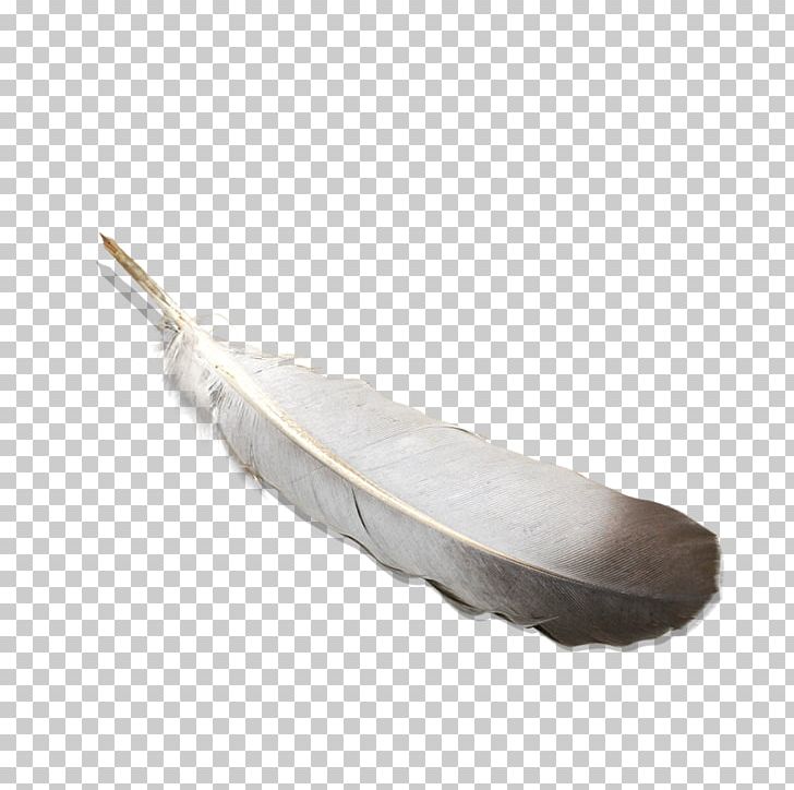 Feather Pen Quill PNG, Clipart, Bird, Birds, Creativity, Decorative Patterns, Download Free PNG Download
