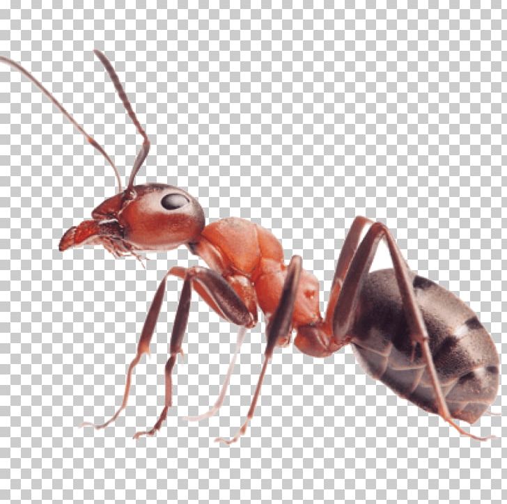 Insect Myrmicinae Red Imported Fire Ant Pest Ant Colony PNG, Clipart, Animals, Ant, Ant Colony, Arthropod, Atta Laevigata Free PNG Download