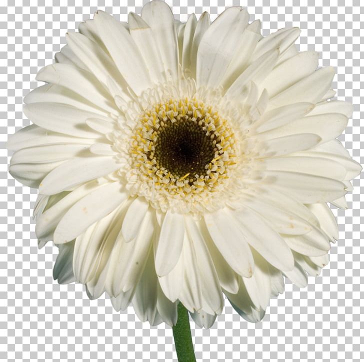 Oxeye Daisy Daisy Family Chrysanthemum Common Daisy Argyranthemum Frutescens PNG, Clipart, Annual Plant, Argyranthemum Frutescens, Asterales, Chrysanthemum, Chrysanths Free PNG Download