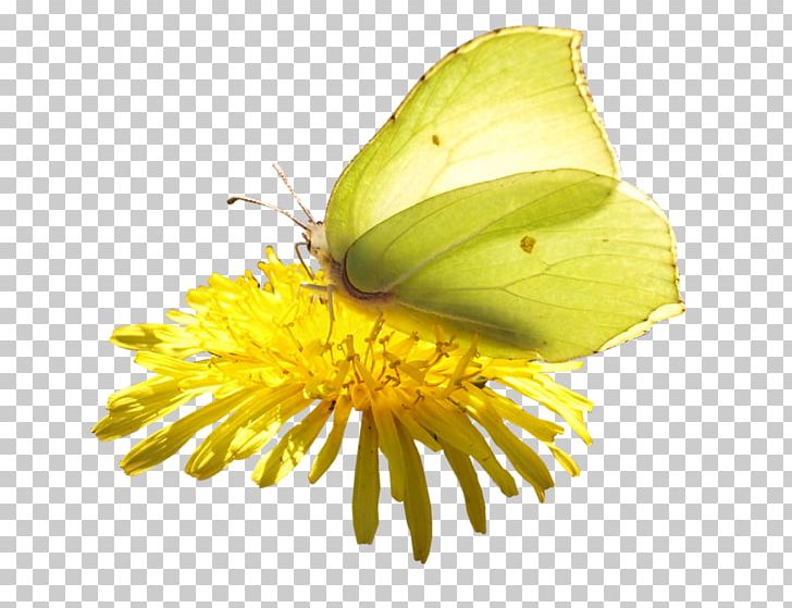 Butterfly PNG, Clipart, Animal, Arthropod, Blog, Brush Footed Butterfly, Butterflies And Moths Free PNG Download