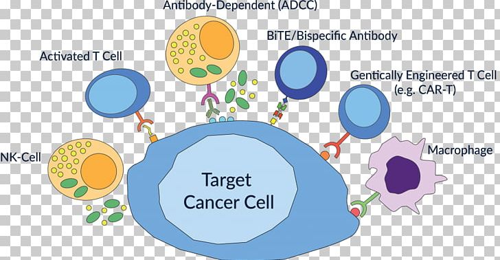 Cancer Immunotherapy Antibody-dependent Cell-mediated Cytotoxicity PNG, Clipart, Acute Lymphoblastic Leukemia, Allergen Immunotherapy, Are, Diagram, Disease Free PNG Download