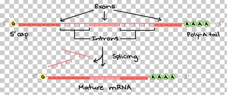 MRNA Processing: Methods And Protocols RNA Splicing Transcription Translation PNG, Clipart, Alternative Splicing, Angle, Area, Brand, Circle Free PNG Download