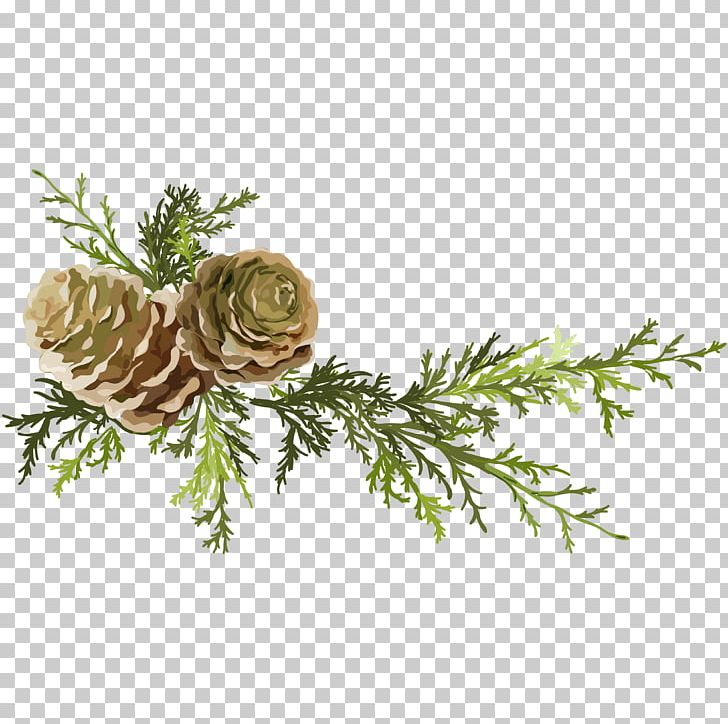 Pine Conifer Cone Leaf PNG, Clipart, Branch, Computer Icons, Cone, Design, Download Free PNG Download