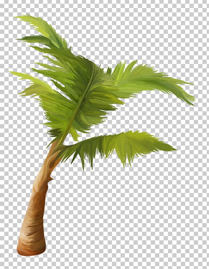 Arecaceae Asian Palmyra Palm Coconut Plant Tree PNG, Clipart, Arecaceae, Arecales, Asian Palmyra Palm, Borassus, Borassus Flabellifer Free PNG Download