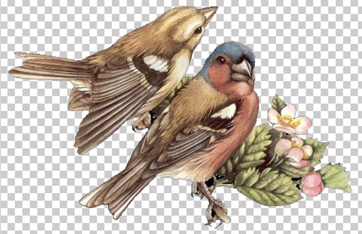 Bird Name PNG, Clipart, Animals, Beak, Bird, Bird Cage, Bird Nest Free PNG Download