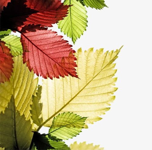 Autumn Leaves PNG, Clipart, Autumn, Autumn Clipart, Color, Colors, Leaf Free PNG Download