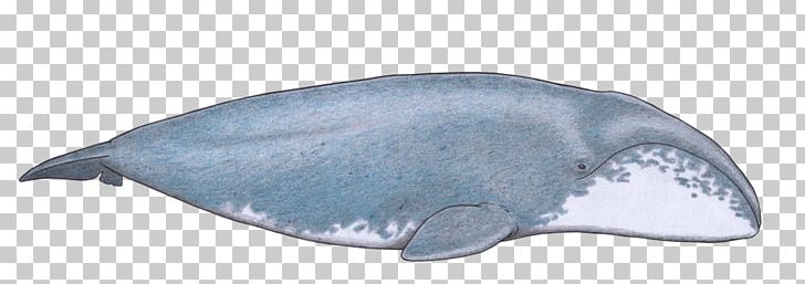 Dolphin Porpoise Marine Biology Cetaceans PNG, Clipart, Animal, Animal Figure, Biology, Bowhead Whale, Dolphin Free PNG Download