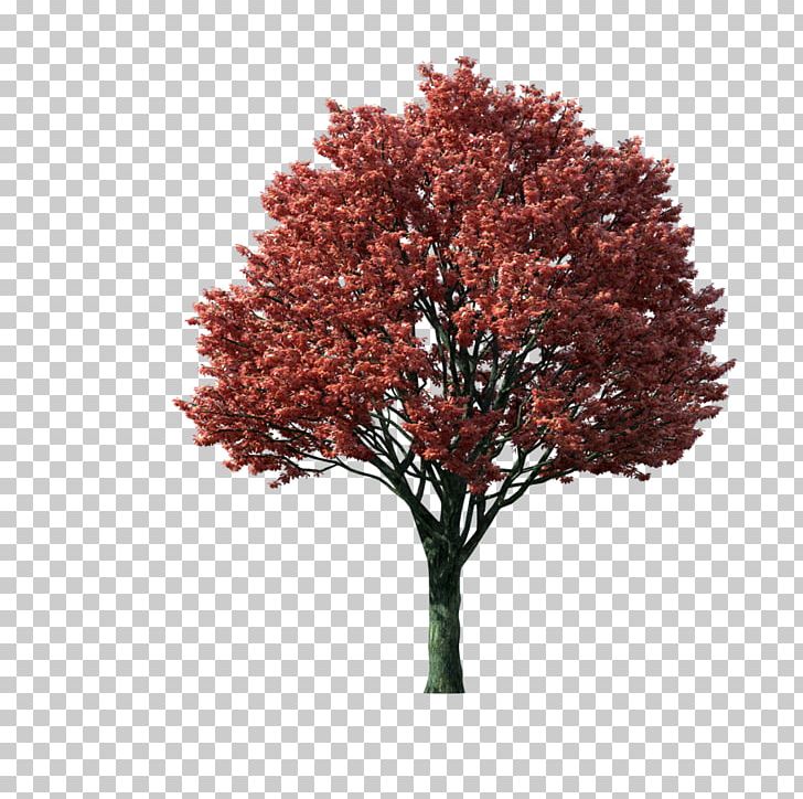 Japanese Maple Acer Japonicum Tree PNG, Clipart, Acer Japonicum, Autumn, Autumn Leaf Color, Branch, Clip Art Free PNG Download