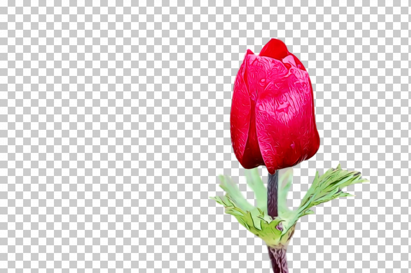 Flower Bud Petal Tulip Red PNG, Clipart, Anthurium, Bud, Coquelicot, Cut Flowers, Flower Free PNG Download