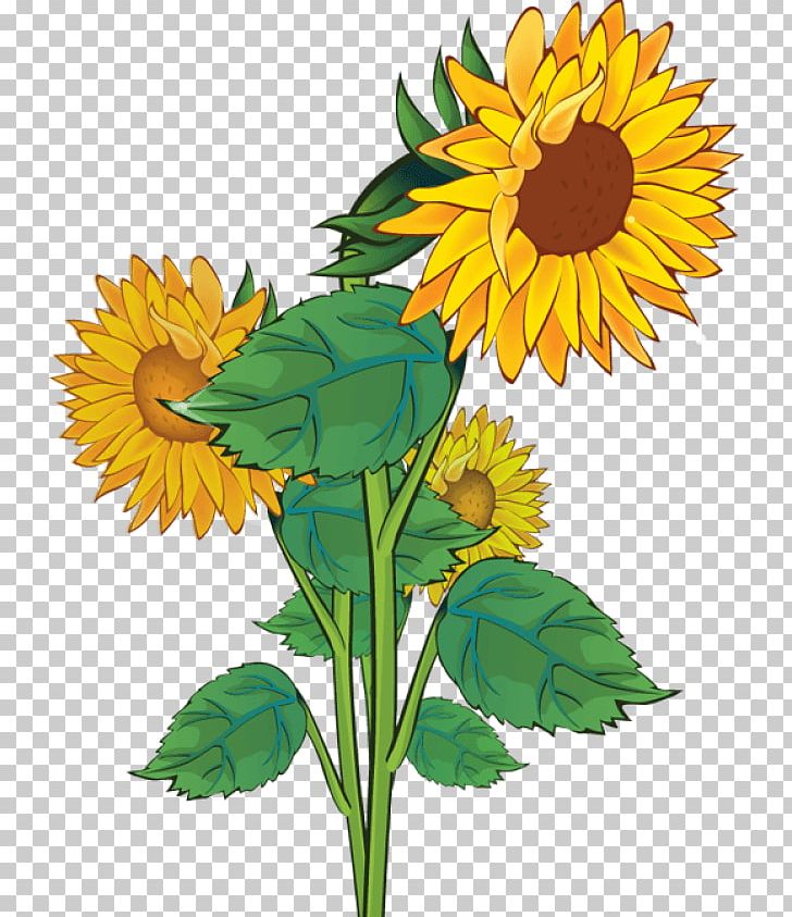 Common Sunflower PNG, Clipart, Blog, Clip Art, Common Sunflower, Cut Flowers, Daisy Free PNG Download