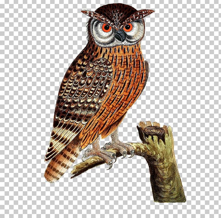 Eurasian Eagle-owl Bird Of Prey Great Horned Owl PNG, Clipart, Animals, Autumn Tree, Barred Owl, Beak, Bird Free PNG Download